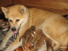 Štěňata Akita inu s PP Štěňata Akita inu s PP