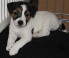 Jack Russell teri�r s PP