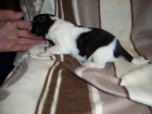 PYRENEJSK MASTIN - TTKA NA PRODEJ!!!