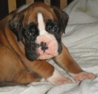 N�meck� boxer - �t��ata s PP