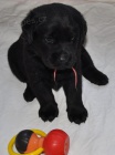 Prod�m Labrador Retriever �t��ata