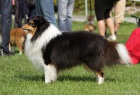 Nabídka krytí - sheltie s PP  Nabídka krytí - sheltie s PP