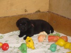 Prod�m Labrador Retriever �t��ata
