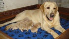 Labradorsk� retriever s PP
