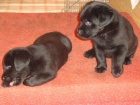 Prod�m Labrador Retriever �t��ata