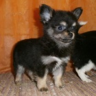 �ivava dlouhosrst� s PP-fenky