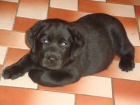 Prod�m Labrador Retriever �t��ata