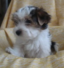 Raritka - b�l� jork��rek - biewer bez PP