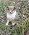 Štěňátka Sheltie zlaté barvy Štěňátka Sheltie zlaté barvy