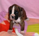 německý boxer s pp německý boxer s pp