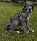 N�meck� doga bez PP