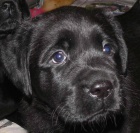 Labrador Retriever s PP (�t�n�)