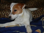 LUXUSN� PEJSEK JACK RUSSELL TERIER - PO PAP�ROV�CH RODI��CH