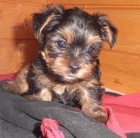 Jork��rsk� teri�r - �t���tka s PP