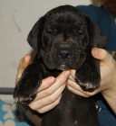 N�meck� doga s PP