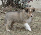 Sheltie zlaté barvy Sheltie zlaté barvy