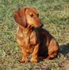 2 fenky jezev��ka