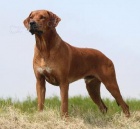 Rhodesian Ridgeback �t���tka s PP