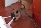 Malinois - �t��ata s PP, �pi�kov� pracovn� krev