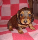 �t��ata jezev��ka dlouhosrst�ho