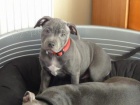Staford��rsk� bulteri�r Staffordshire Bull Terrier