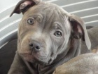 Staford��rsk� bulteri�r Staffordshire Bull Terrier