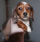 Dlouhosrst� jezev��k - �t�n�