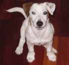 Zad�m �t���tka JRT s PP