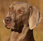 Prodej �t���tek  V�marsk�ho oha�e s PP