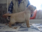 Labradorsk� retriever s PP