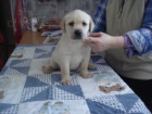 Labradorsk� retriever s PP