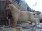 Labradorsk� retriever s PP