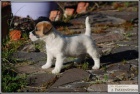 Jack Russell Teri�r s PP ( JRT )