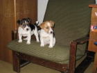 Jack russell teri�r