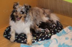 prodám štěnatka sheltie prodám štěnatka sheltie