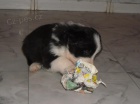 Border collie �t��ata s PP