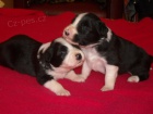 Border collie �t��ata s PP