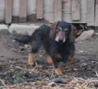 Dosp�l� fenka jezev��ka