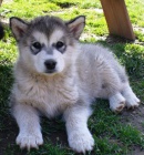 �t��ata alja�sk�ch malamut� s PP