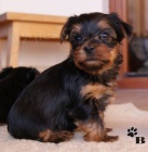 Jorkrsk terir - tata bez PP