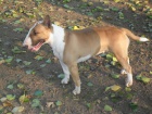 Anglick� Bull Terrier, Bullterrier, Bullterier