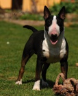 Anglick� Bull Terrier, Bullterrier, Bullterier