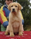 Labradorsk� retriever s PP
