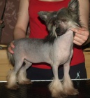 ��nsk� chocholat� pes