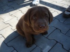 Labradorsk� retr�vr s PP , LABRADOR, �T�N�