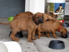 Rhod�sk� ridgeback s PP - posledn� 2 pejsci!