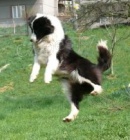 Zad�me �t���tka border kolie s PP