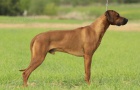 Rhod�sk� ridgeback s PP - voln� kr�sn� fenka!