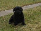 Labrador Retriever �t�n� pejska s PP