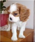 Kaval�r King Charles Spaniel s PP